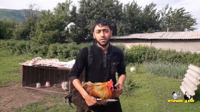 Началось в деревне утро смотреть онлайн