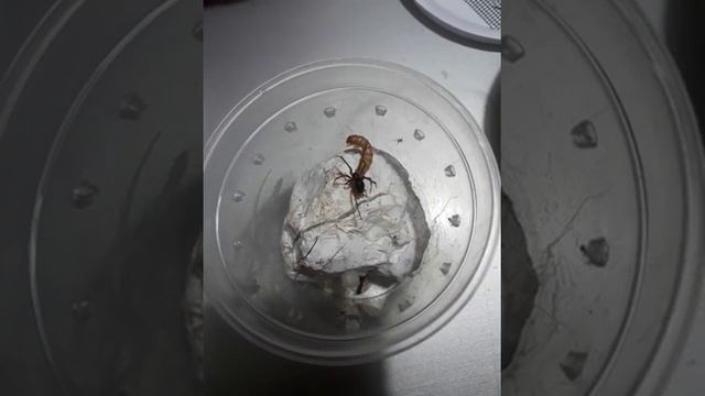 steatoda grossa besleme смотреть онлайн