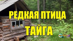 0945 - РЕДКАЯ ПТИЦА _ ЖИЗНЬ В ТАЙГЕ