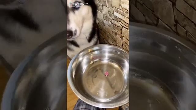 мем из т.т.#приколы#собаки #животные#мемы смотреть онлайн