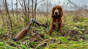 Клип на песню «Спаниели».