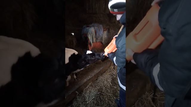 Янкины истории. Янка и каша смотреть онлайн