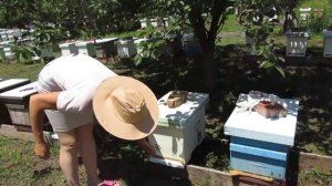 Подсадка маток в сборные отводки