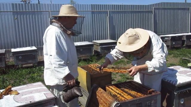 Вывод маток. Сборка семьи-воспитательницы. смотреть онлайн