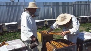 Вывод маток. Сборка семьи-воспитательницы.