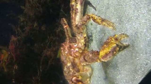Red King Crab at Long Beach Aquarium смотреть онлайн