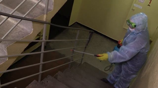 Кошка из Уханя прожила больше месяца без хозяев, которые заразились коронавирусом