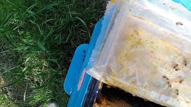 Работы на пасеке в марте #пасекавесной #сокращениегнезд #развитиепчел смотреть онлайн