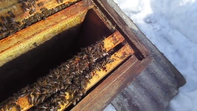 Перезимовали! (17.03.2021г.) смотреть онлайн