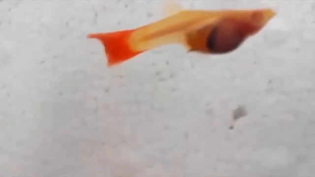 гуппи красный альбино смотреть онлайн