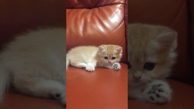 Котенок британец смотреть онлайн