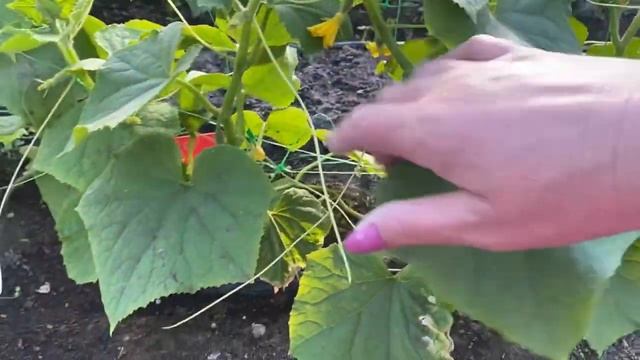 Везде успели😉 Огородные дела😁🌺 смотреть онлайн