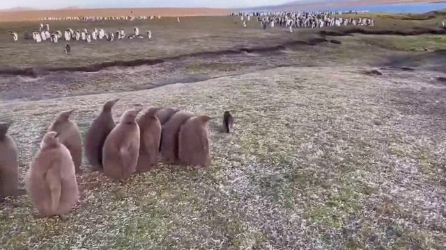 пингвины увидели котэ смотреть онлайн