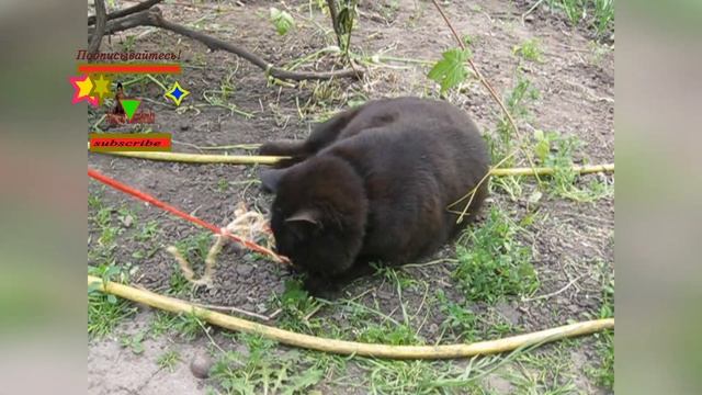 Тайный Агент чувствует волны счастья смотреть онлайн