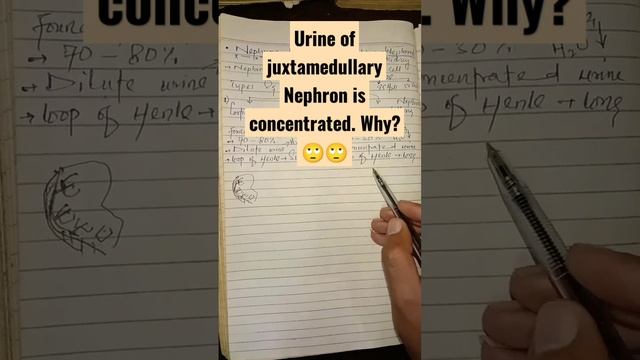 urine of juxtamedullary Nephron is Concentrated. Why смотреть онлайн