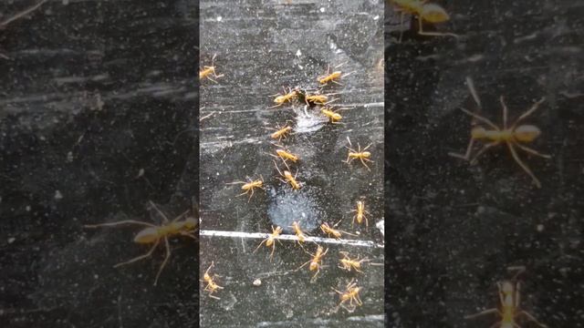 semut gula смотреть онлайн