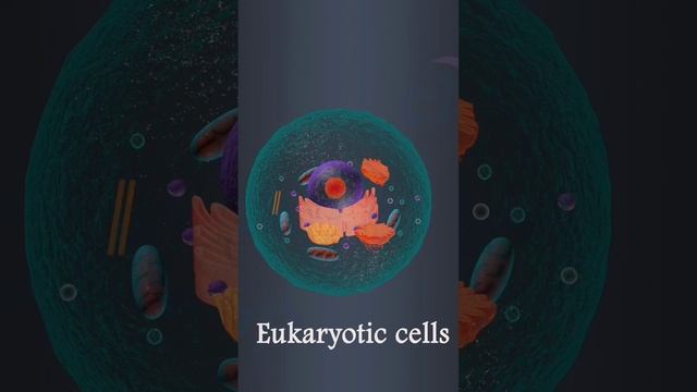 Eukaryotic and Procaryotic. cells #everyone смотреть онлайн