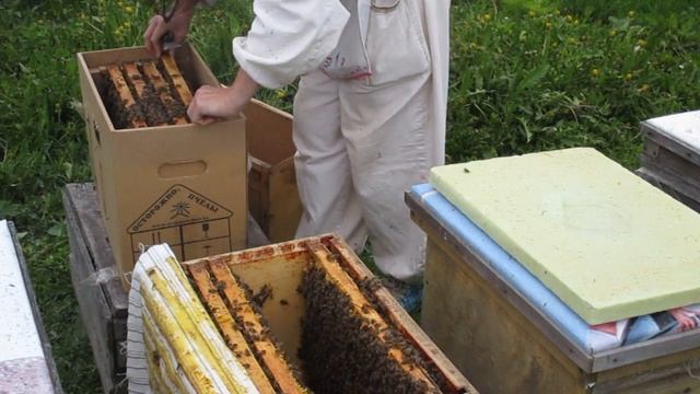 Сборка пчелопакетов смотреть онлайн