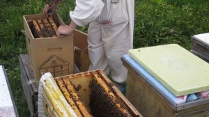 Сборка пчелопакетов