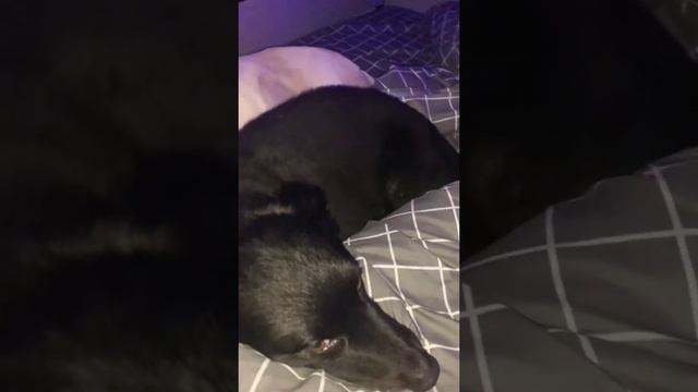 Спят усталые игрушки книжки спят одеяла и подушки ждут ребят, даже сказка спать ложится,чтобы ночью смотреть онлайн