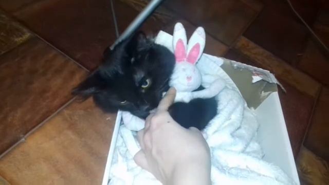 котик в коробке играется с зайчиком.приколы.мотя смотреть онлайн