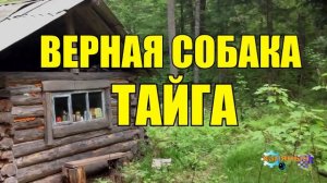 0974 - СОБАКА СПАСЛА ЧЕЛОВЕКА _ ОХОТНИК В ТАЙГЕ