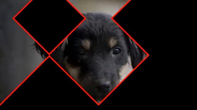 ஐ Собаки ஐ смотреть онлайн