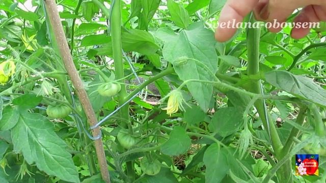 ОПРЫСКАЛА ЭТИМ ТОМАТЫ,ОГУРЦЫ И ПРОПАЛИ ПУСТОЦВЕТЫ .СЕКРЕТ УВЕЛИЧЕНИЯ СОЦВЕТИЙ И ОГРОМНОГО УРОЖАЯ смотреть онлайн