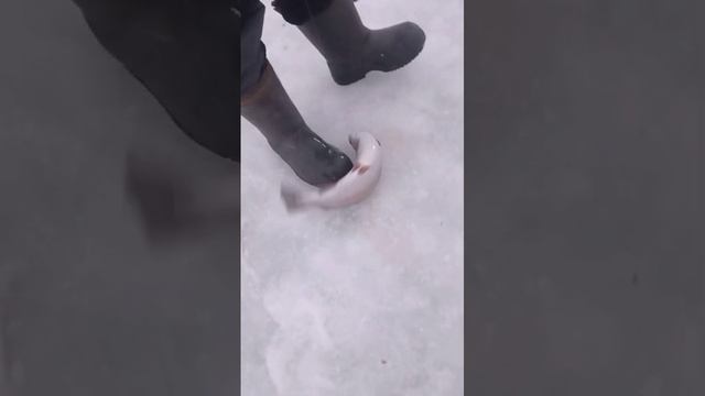 поимка форели смотреть онлайн
