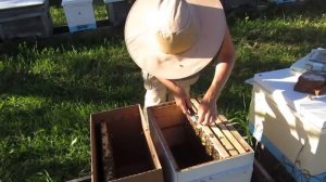 Как пересадить пчелопакет в улей (24.06.2022)