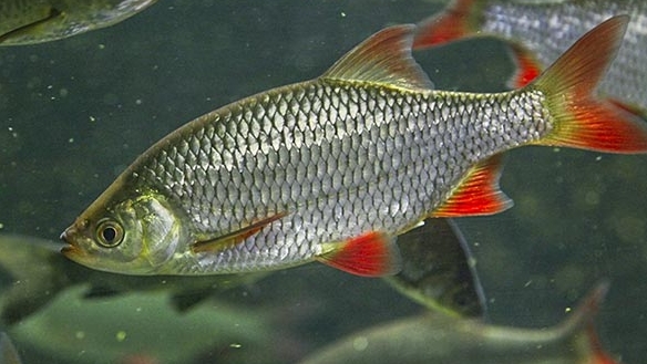 Реальная рыбалка 2. Красноперка