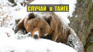 0106 ОХОТНИК СЛУЧАЙ в ТАЙГЕ МЕДВЕДЬ ИСТОРИИ из ЖИЗНИ ОХОТА ЖИВОТНЫЕ ПРИРОДА ЛЕСНЫЕ СЕРИАЛ