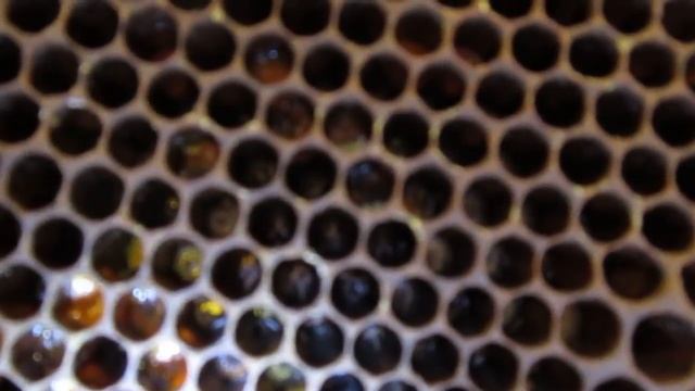 Понятие пчёлы-трутовки смотреть онлайн