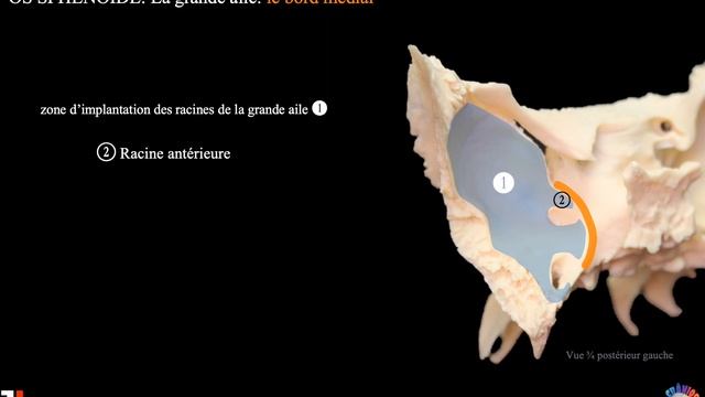 Anatomie De L'os Sphénoïde.
