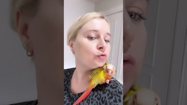 Чудо птенчик попугай пиррура 😍 смотреть онлайн