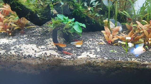 Pseudomugil luminatus(Red Neon Blue Eye Rainbowfish) Alpha Male смотреть онлайн