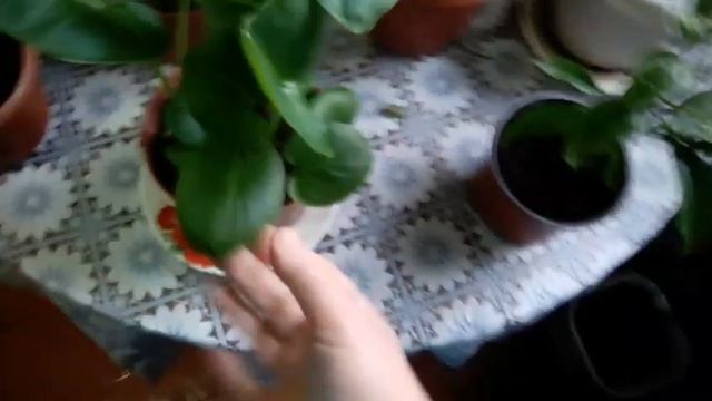 Новые растения. И что с моими растениями в моё отсутствие. смотреть онлайн