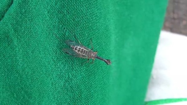 Верблюдка (Raphidioptera)