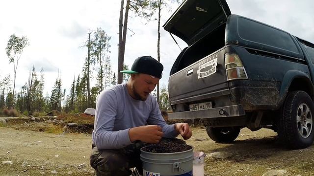 КАК ЗАРАБОТАТЬ на ЯГОДАХ . Чёрное золото. HOW TO MAKE MONEY. Black gold. смотреть онлайн