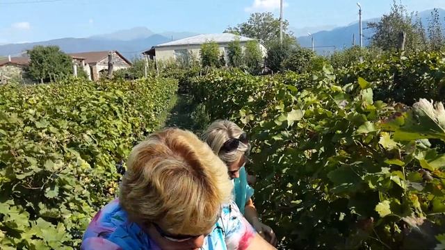Латиши собирають виноград в кахетии смотреть онлайн