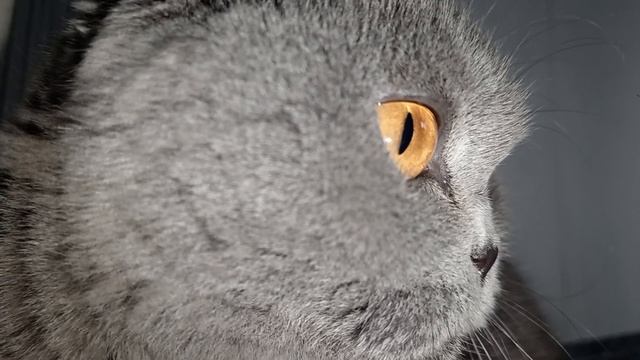 8лет красота живёт с нами. купили её в 3 недельки.#животные #шотландскаявислоухая смотреть онлайн