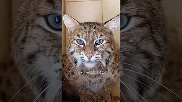 Мой красавец Зотя :) смотреть онлайн