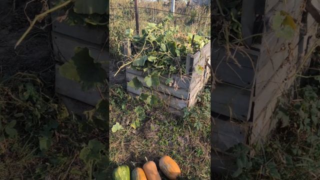 Что дал ленивый огород в этом году и планы на следующий смотреть онлайн