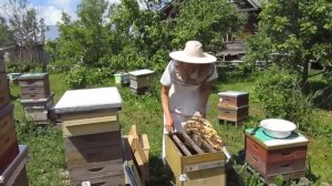 Подсадка матки методом "Налет на матку"