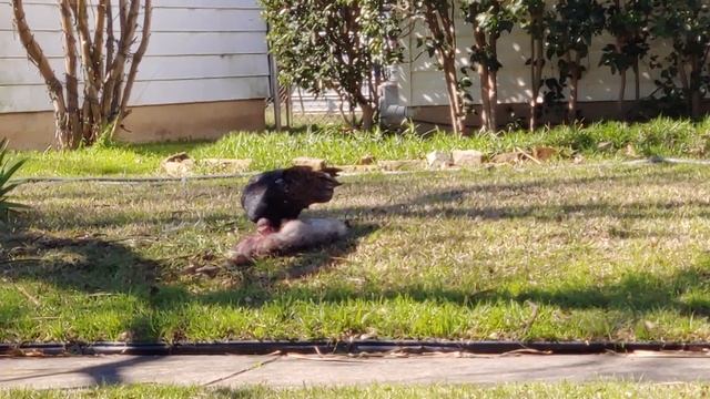 Birb eating a possum смотреть онлайн