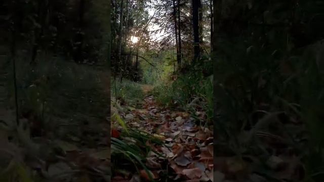 Сказочный осенний лес смотреть онлайн