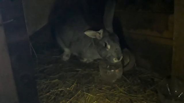 Кролики ребятки смотреть онлайн