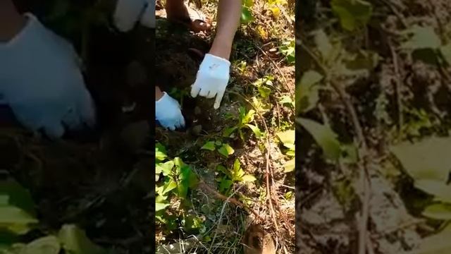 Há sempre o tempo de plantar e o tempo de colher! смотреть онлайн