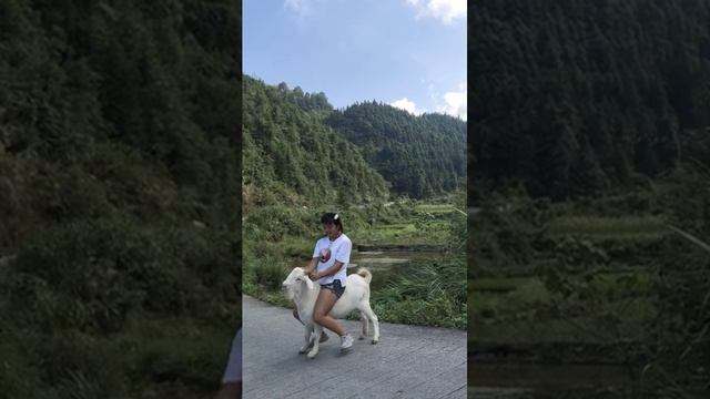 Goat riding fun смотреть онлайн