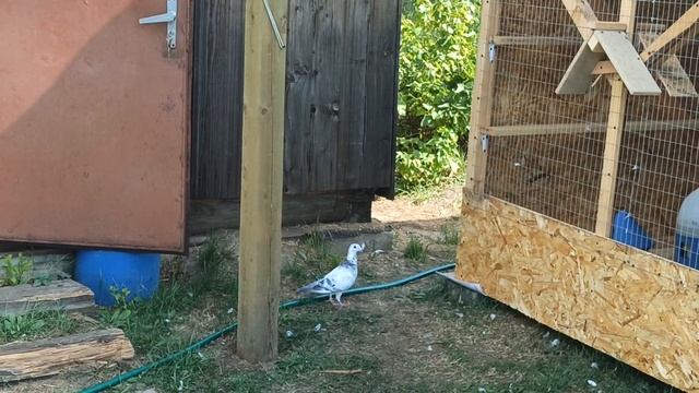 Новый вольер и чехи смотреть онлайн